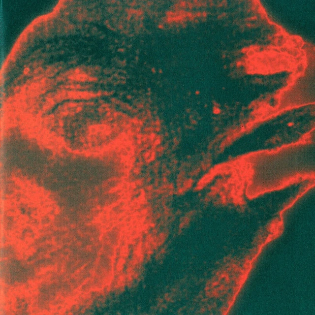 Mravenec