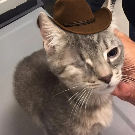 Skippy McDippy